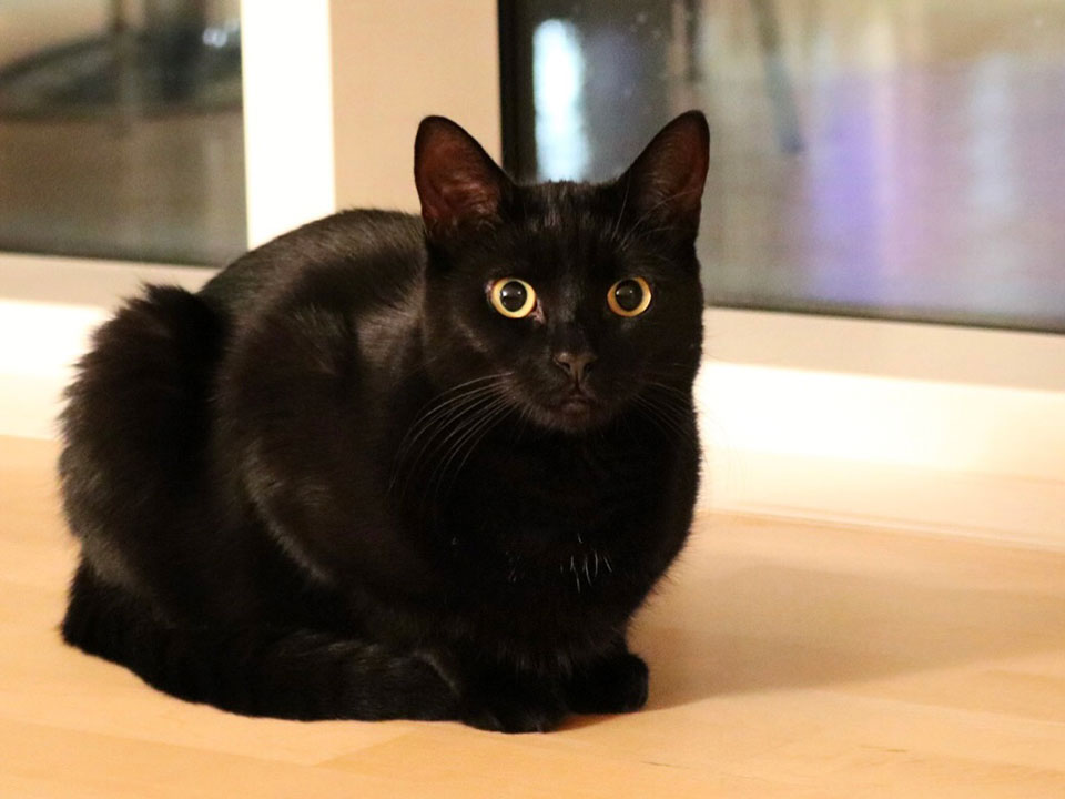 いつでもイケニャン。【黒猫ギネスと茶トラのピムス。仲良し兄弟の