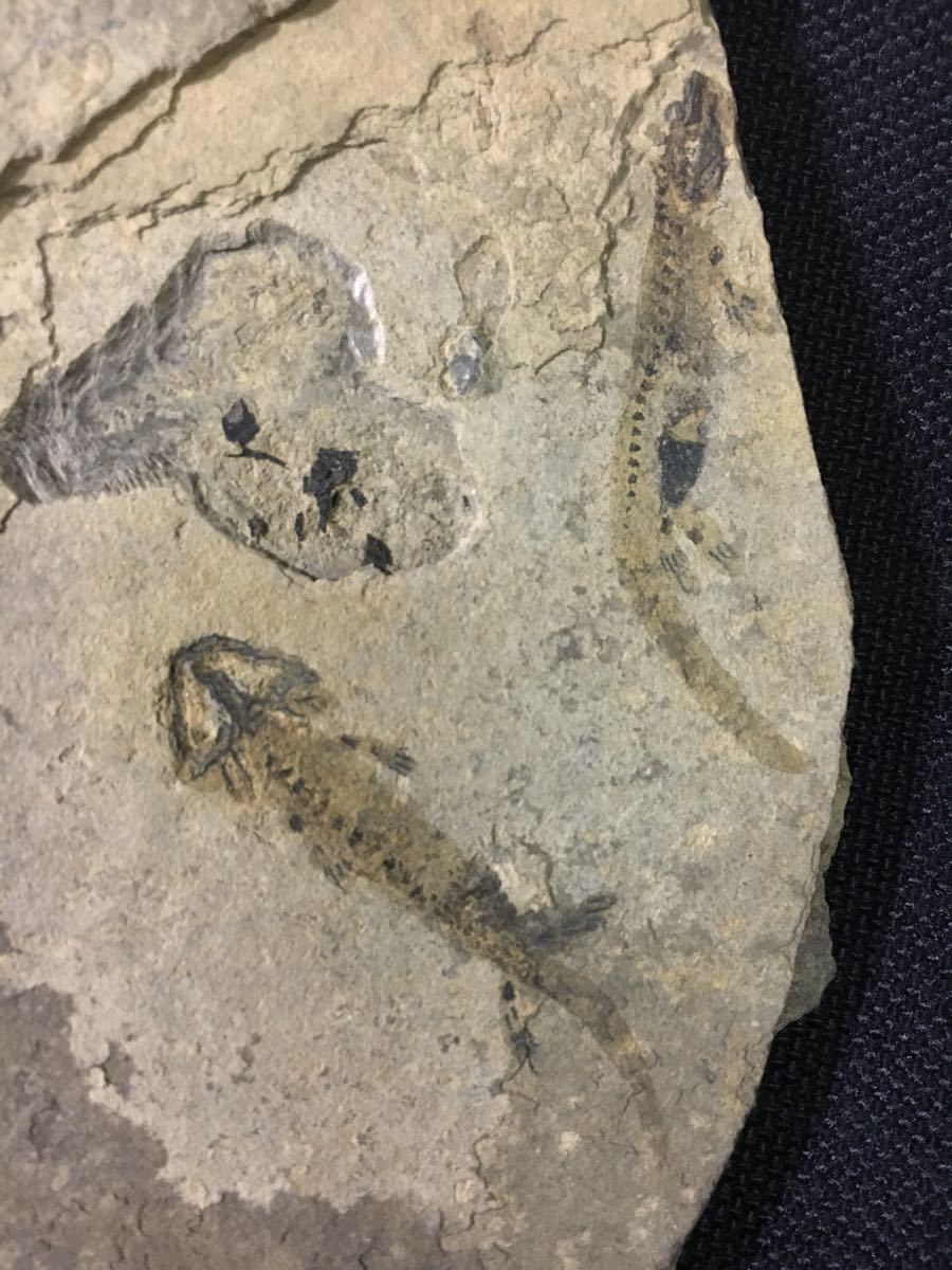 古生代ベルム紀前期 両生類ブランキオサウルス 化石 ドイツ ラベル