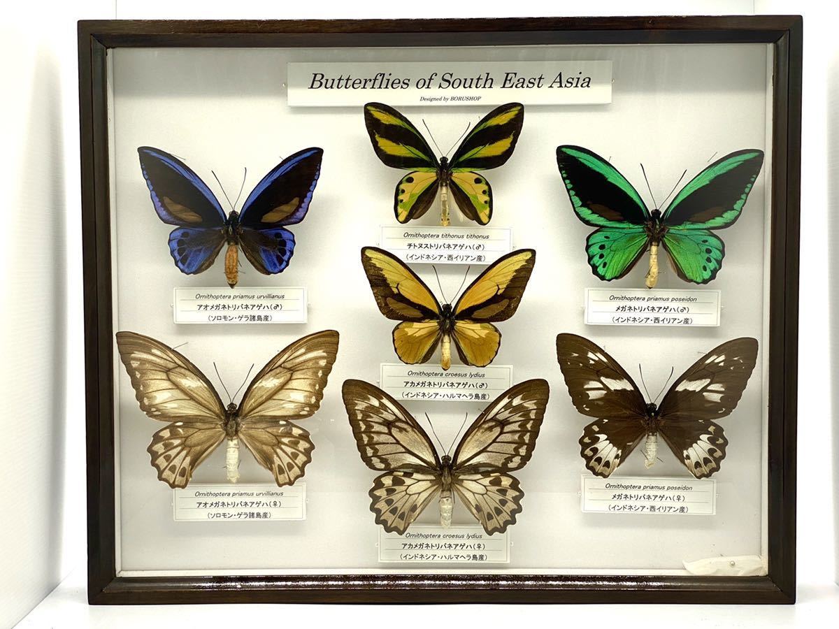 蝶 標本 アカメガネトリバネアゲハ ペア 蝶標本 メガネトリバネアゲハ