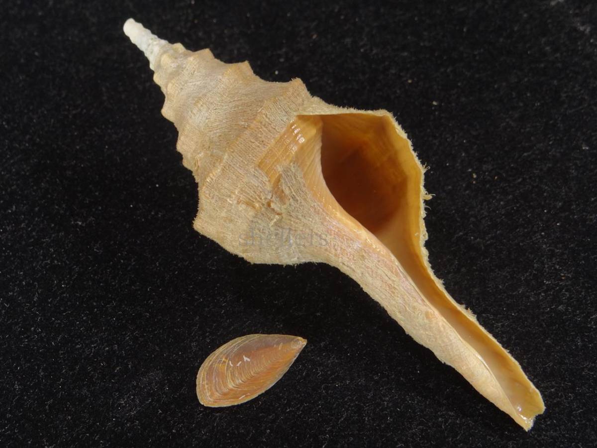 激レア 世界最大 法螺貝 アラフラオオニシ貝 貝殻長約54センチ殻径約