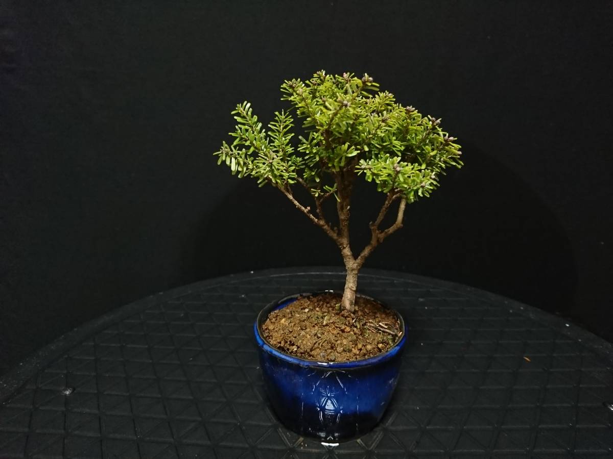訳あり品、米栂盆栽！ 06043.jpg