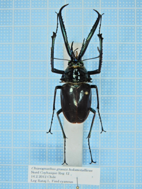 ホロメタリクス チリクワガタ 標本 コガシラクワガタ ホロメタリクス