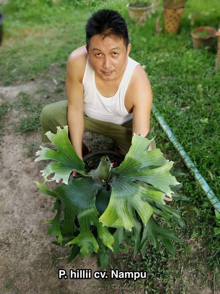 ビカクシダ ヒリー ナンプー hillii nampu OC 板付 大株 ビカクシダ