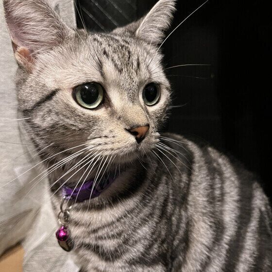 気持ちが角度に表れる？ 「ヒゲ」の動きでわかる猫の気持ち｜ねこのき