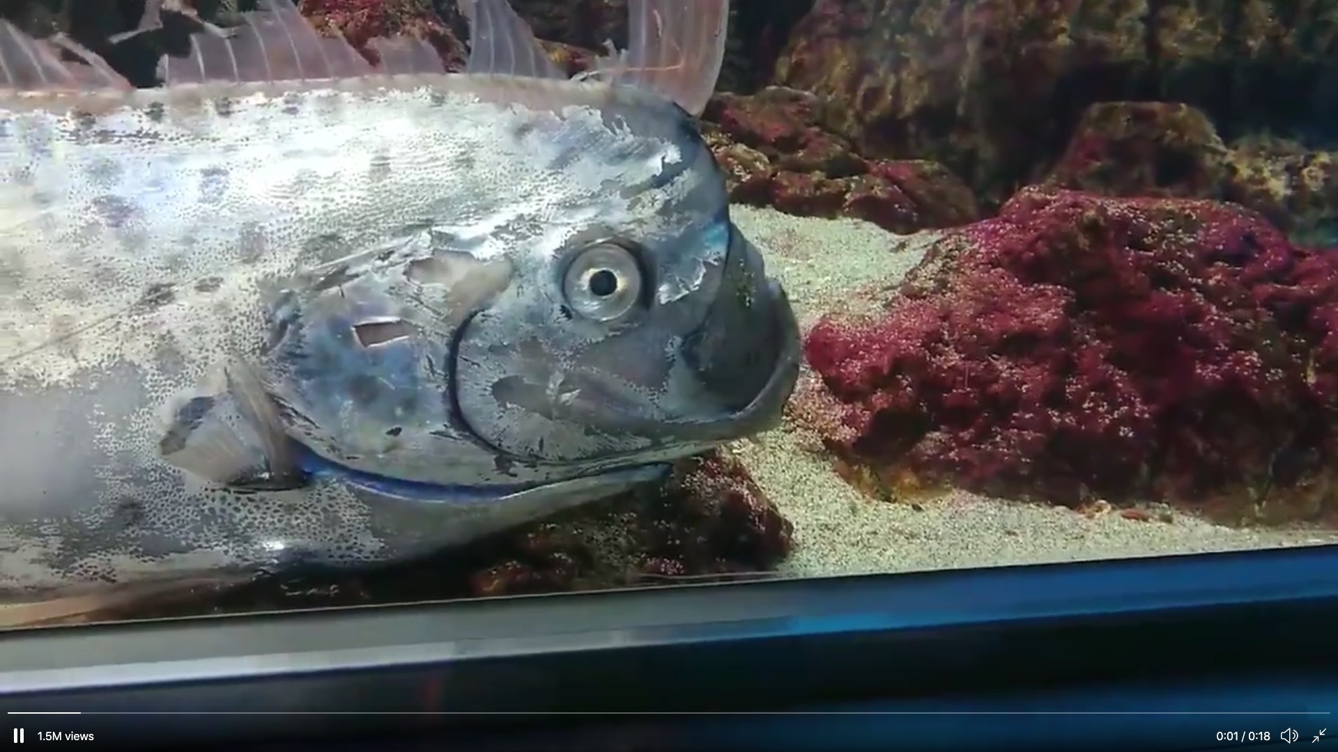 激レア深海魚「リュウグウノツカイ」を生きたまま展示…！水族館の動画