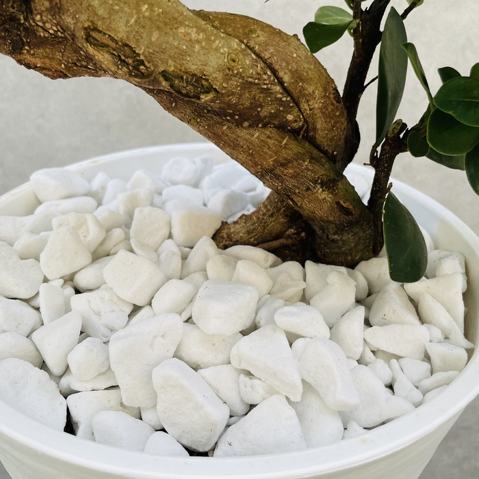 ガジュマル 観葉植物 曲がり 8号鉢苗 大型 盆栽 登り樹 昇り竜 室内