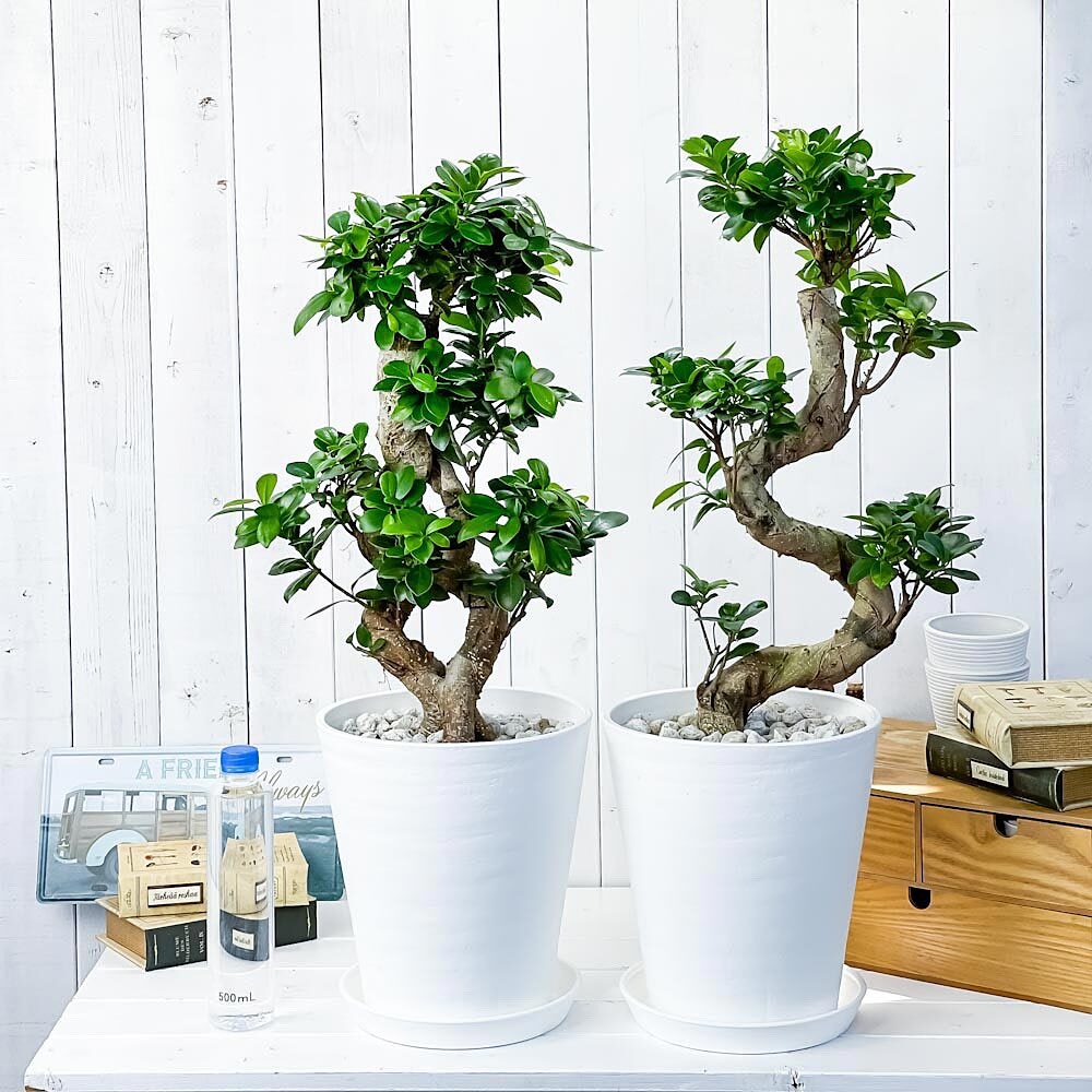 観葉植物 ガジュマル 昇り竜＆八の字 2鉢セット 8号鉢 受け皿付き 育て