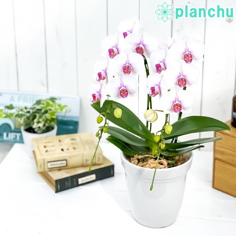 PLANCHU 鉢花ギフト ミディ胡蝶蘭 ルージュ 2本立ち 5号陶器鉢 受け皿