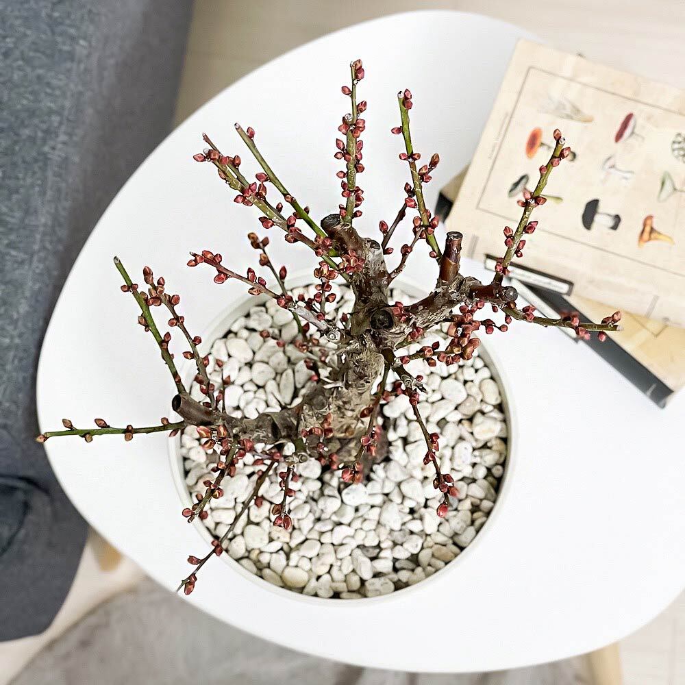 PLANCHU 盆栽 花梅 紅冬至 6号鉢 受け皿付き 育て方説明書付き Prunus