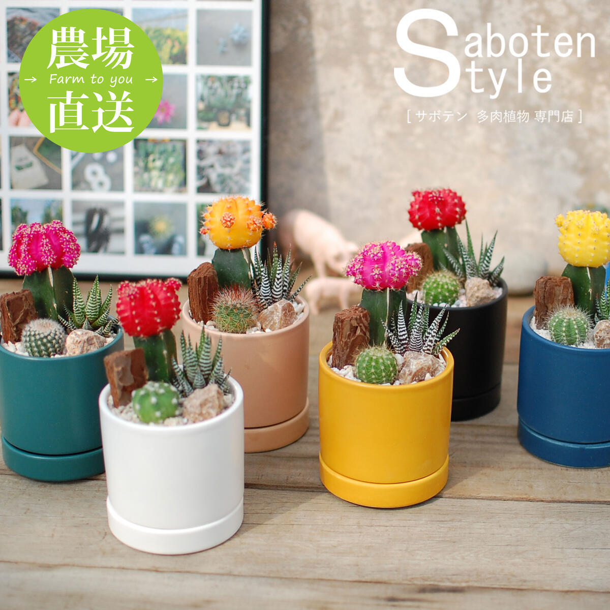 サボテン 多肉植物 3種類 寄せ植え（緋牡丹）/カラフルPOT】【農場直送