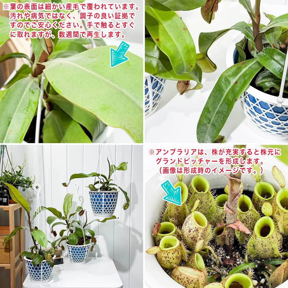 PLANCHU 食虫植物 ネペンテス アンプラリア 5号吊り鉢 育て方説明書