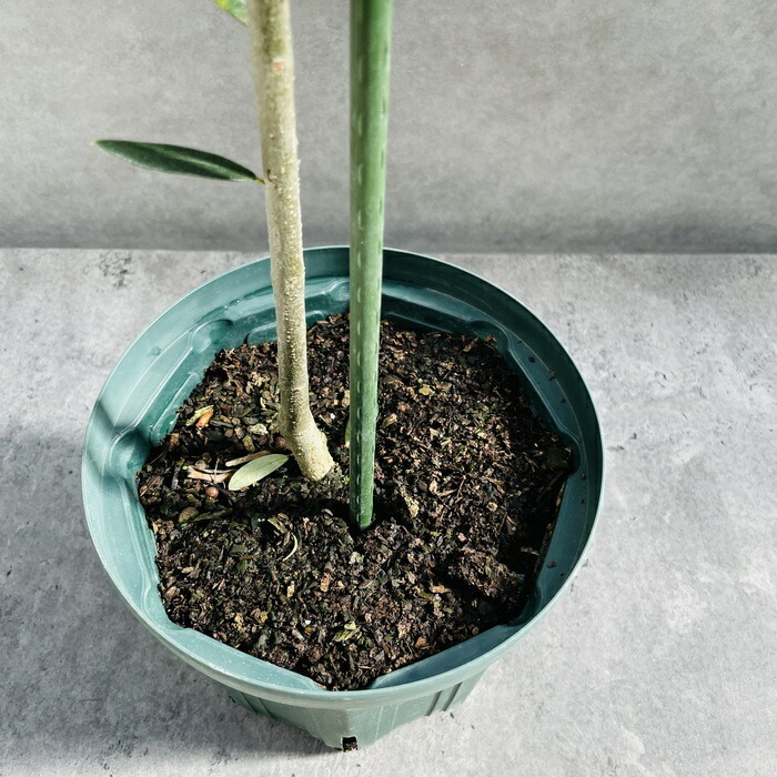 オリーブの木 ルッカ 6号鉢苗 鉢底から110cm程度 開帳型 観葉植物 屋外