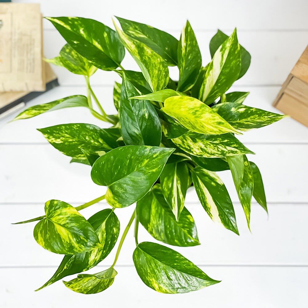 PLANCHU 観葉植物 ポトス ゴールデン 5号鉢 受け皿付き 育て方説明書