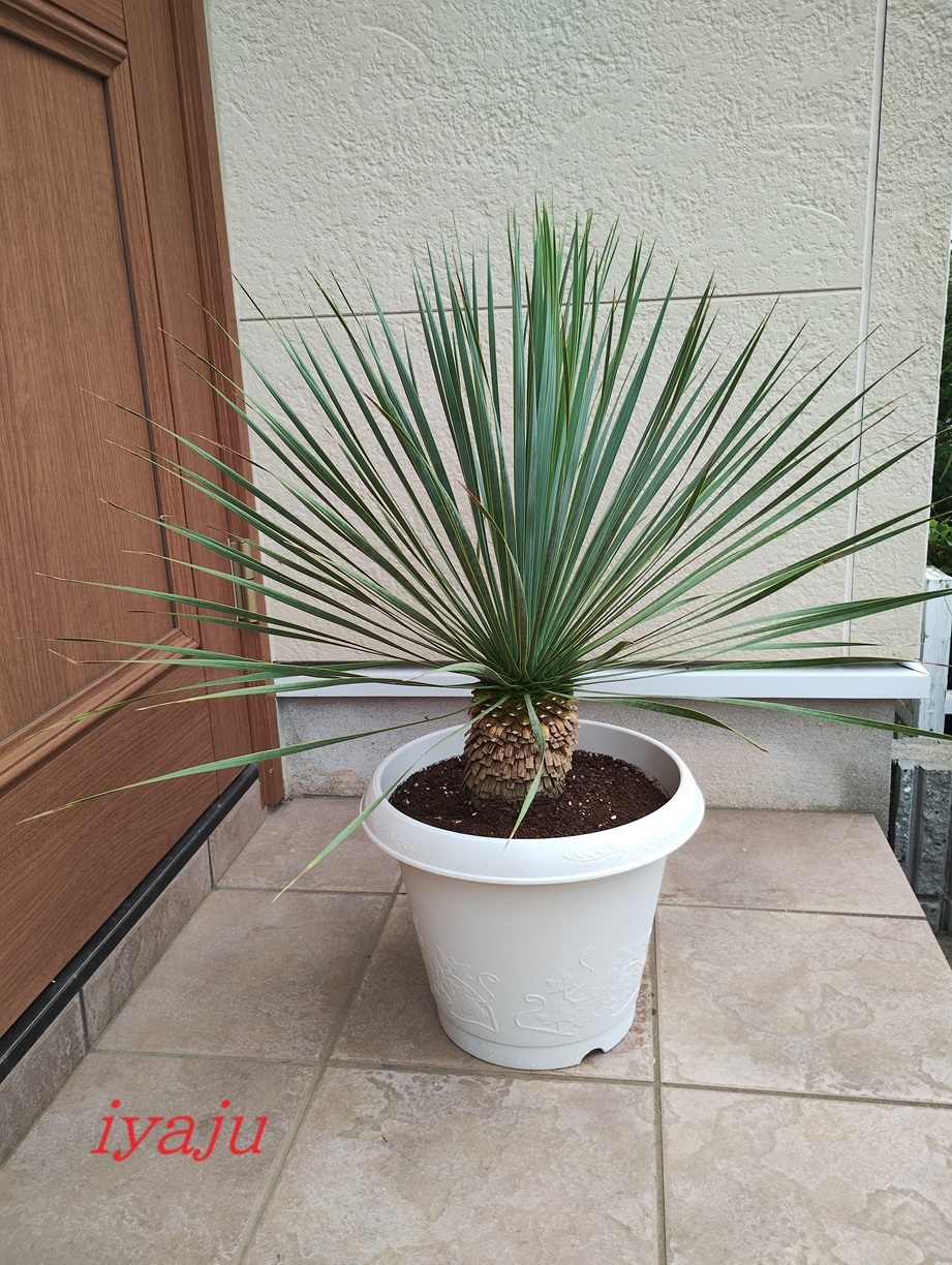ユッカ ロストラータ 9号(0011) ワイルドな観葉植物 ドライガーデン