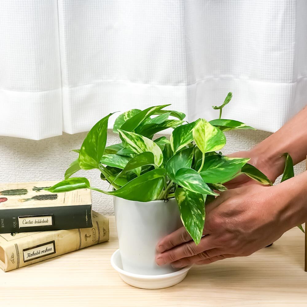 観葉植物 ポトス 3種セット ゴールデン ライム マーブルクイーン 4号鉢