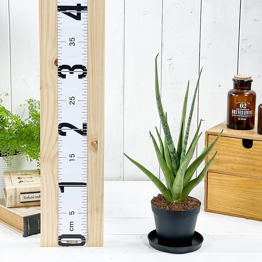 PLANCHU 観葉植物 サンセベリア グラシリス 3号鉢 受け皿付き 育て方