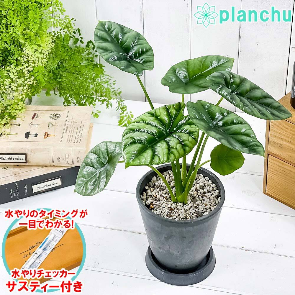 PLANCHU 観葉植物 アロカシア シヌアータ 4号樹脂鉢 ダークグレー