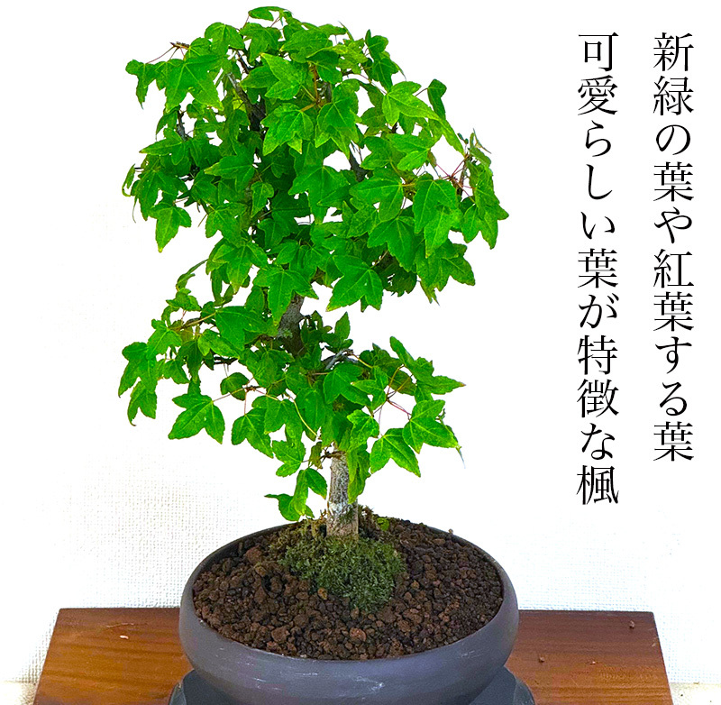 盆栽 かえで 唐楓 無料ラッピング ギフト 無料 樹齢8年 ミニ 室内