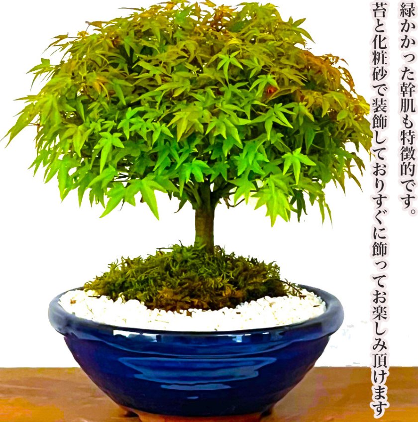 盆栽 もみじ 希少 清姫もみじ 日時指定可 樹齢8年 もみじ Wプレゼント