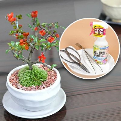 送料無料 お花の盆栽 ミニ長寿梅とはじめて道具セット 万古焼白丸鉢