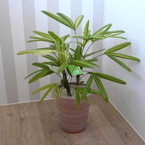 和の観葉植物アヤニシキ観音竹 綾錦 希少品種 カンノンチク インテリア