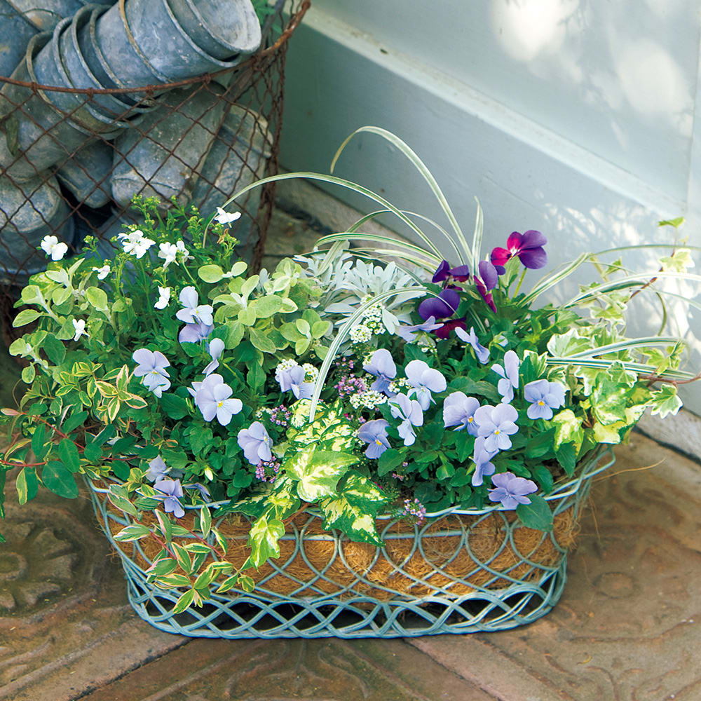 ビオラの魅力がたっぷり詰まったシックな寄せ植え｜通販 - ディノス