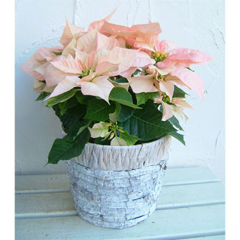 園芸ネット本店｜ポインセチア：ビジョンオブグランデール5号鉢カゴ