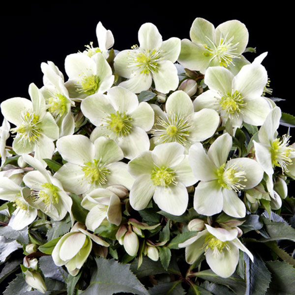 原種 クリスマスローズ 苗 クリロー 希少 クリスマスローズ 原種