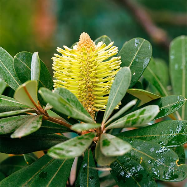 園芸ネット本店｜バンクシア：コーストバンクシア5号鉢植え の通販【公式】