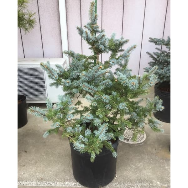 園芸ネット本店｜[送料無料]ピセアプンゲンス（プンゲンストウヒ