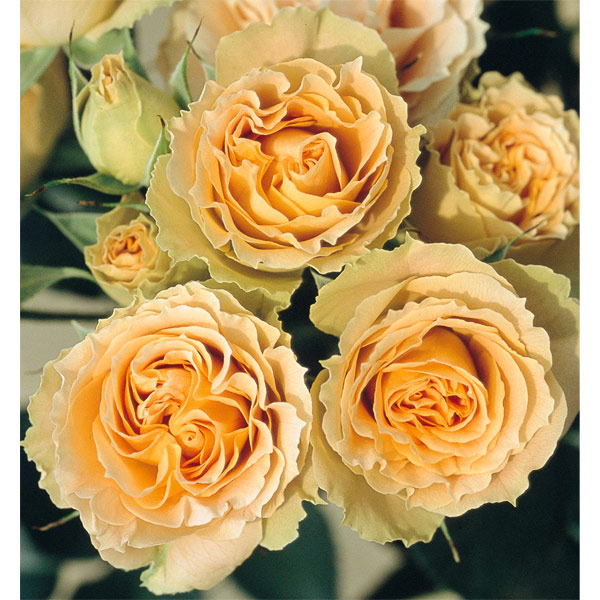 園芸ネット本店｜[26年5月中下旬予約]四季咲中輪バラ：アンティーク