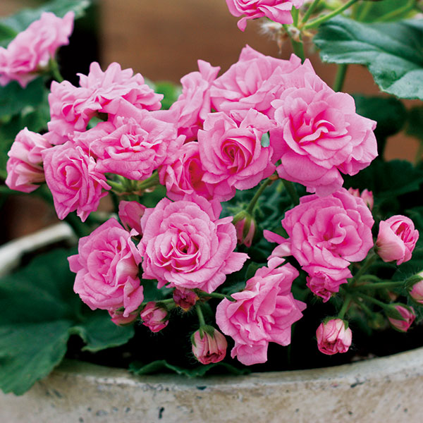 園芸ネット本店｜[26年4月下旬予約]ゼラニウム（バラ咲き）：ディープ