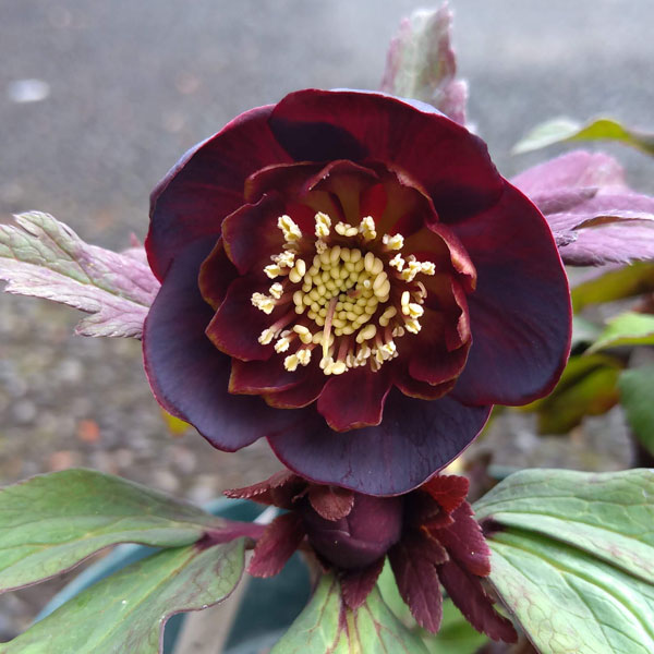 若泉クリスマスローズ雅 園芸ネット本店｜若泉ファームさんの