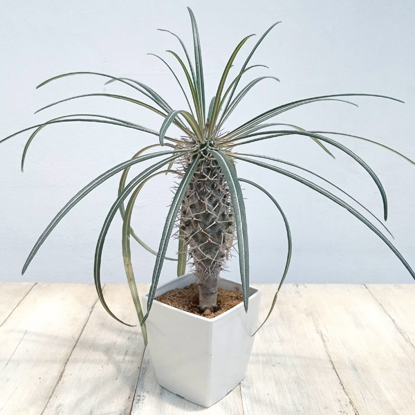 園芸ネット本店｜パキポディウム：ゲアイー（亜阿相界）8.5cm角鉢 の