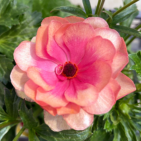 hiroakin様 ラナンキュラスラックス ハデス キュベレー 【公式通販】