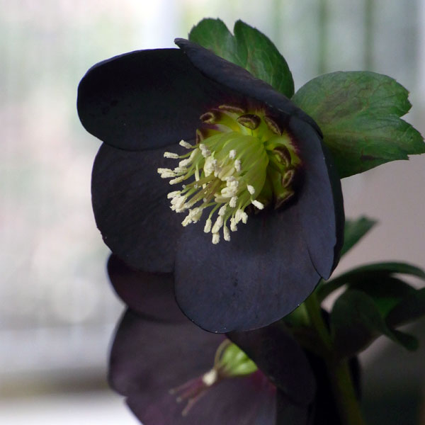 園芸ネット本店｜クリスマスローズ：*ブラックパール3号ポット の通販