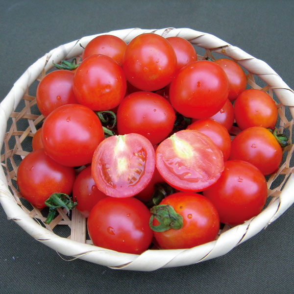 園芸ネット本店｜[送料無料]ミニトマト：天使のトマト3号ポット 28株