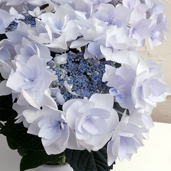 園芸ネット本店｜アジサイ：ポージィーブーケ ノーブル2（ブルー）5号