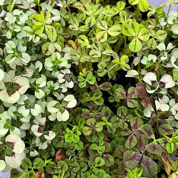 園芸ネット本店｜クローバー：四つ葉のクローバー葉色アソート