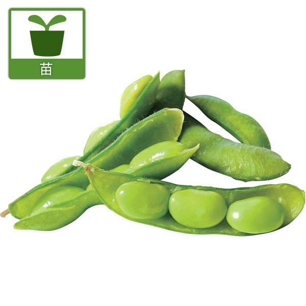 園芸ネット本店｜[26年5月中下旬予約]枝豆：秘伝（ひでん）3号ポット苗