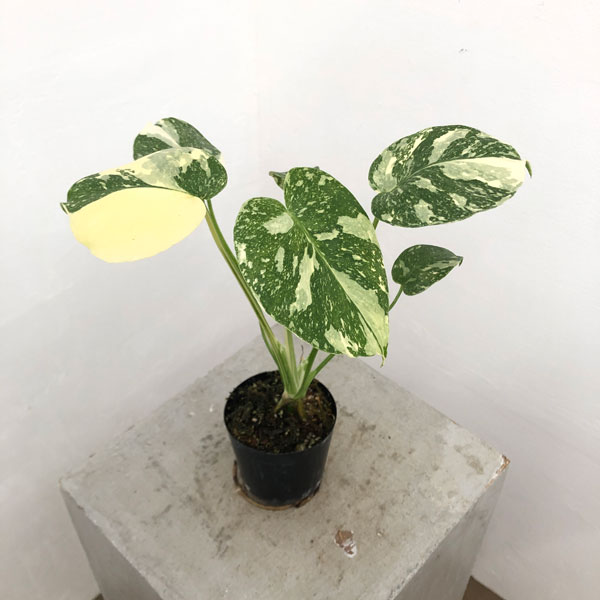 園芸ネット本店｜[ザ・ファームセレクト]モンステラ：タイコンステ