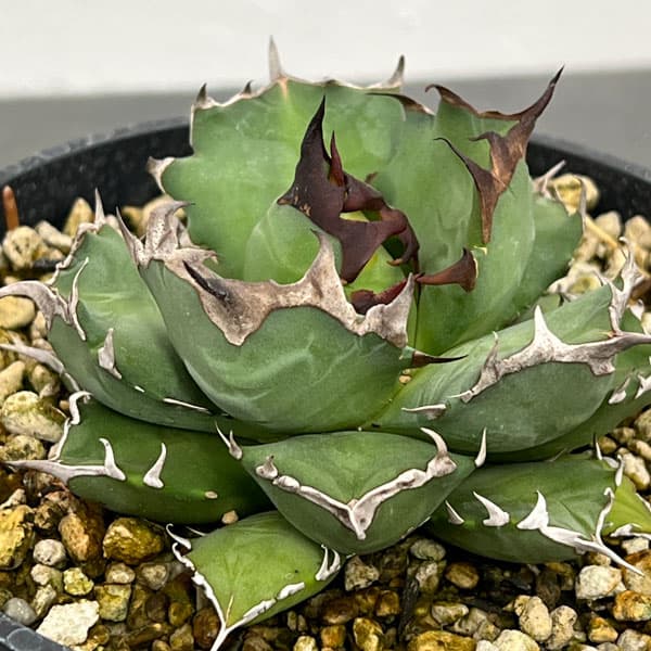 yuki】アガベ オテロイ 種子 姫厳竜×黒火焔 30粒 アガベ チタノタ 姫厳龍