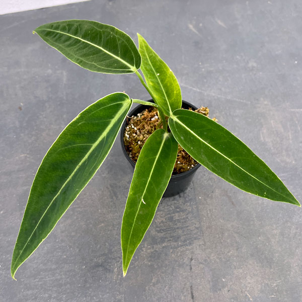 園芸ネット本店｜[ザ・ファームセレクト]アンスリウム：ワロクアナム