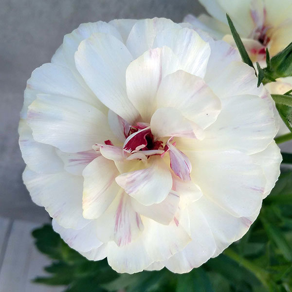 園芸ネット本店｜ラナンキュラス：ラックス ニノス3.5-4号ポット* 3株