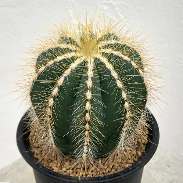 園芸ネット本店｜サボテン：エリオカクタス マグニフィカス（英冠玉）3