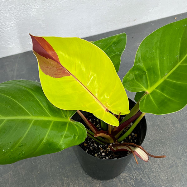 園芸ネット本店｜フィロデンドロン：イエローフレーム 4号25-01 の通販