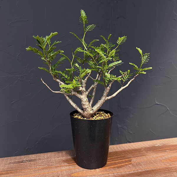 園芸ネット本店｜[ザ・ファームセレクト]センナ：メリディオナリス 3号