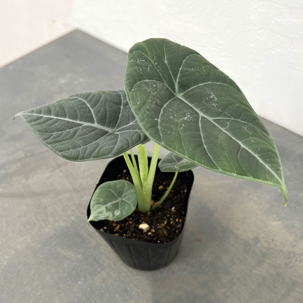 園芸ネット本店｜（わけあり特価）アロカシア：マラハニ 3.5号ポット