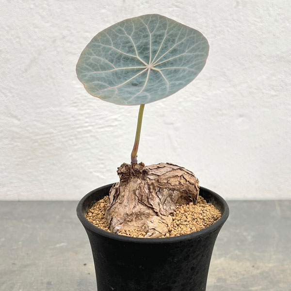 園芸ネット本店｜[ザ・ファームセレクト]ステファニア：カウィーサキー