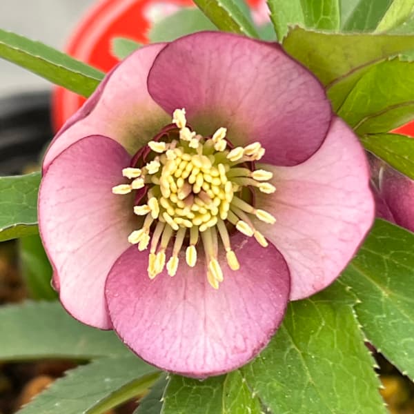 MIYABI様ご依頼品 クリスマスローズ2点 フレグランス プチドール 園芸